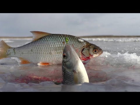 Видео: Такого открытия первого льда я не ожидал !