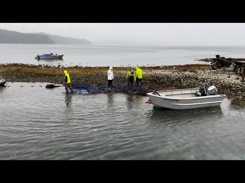 Видео: Как индейцы ловят рыбу