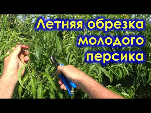 Видео: Летняя обрезка молодого персика