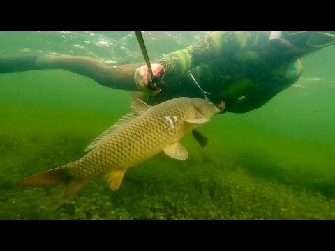Видео: ДОБЫЧА МЕЧТЫ! Подводная охота на трофейного сазана в Аграханском заливе