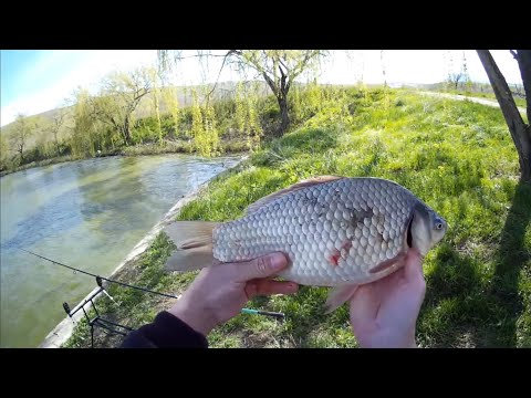 Видео: Рыбалка (КМВ) Ставропольский край. База отдыха Золотой Карп. Трофей в каждой поклевке🤯 🔥