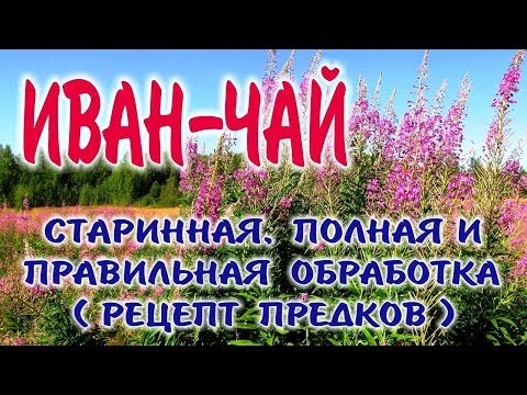 Видео: ИВАН-ЧАЙ  КОПОРСКИЙ ЧАЙ. Заготовка, приготовление, ферментация и жарка иван чая.