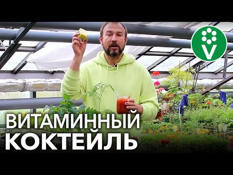 Видео: ТОМАТЫ ВМИГ ПОЙДУТ В РОСТ, если вы польете их этим розовым витаминным коктейлем