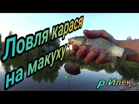 Видео: Ловля карася на макуху в августе. Сомики на донку,  съели всех червей  Рыбалка г Актобе 2022г