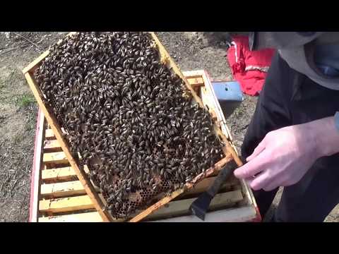 Видео: Бурное развитие карники.