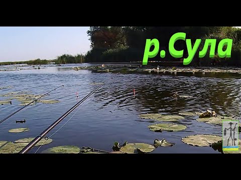 Видео: #Сула #Тягаєм карася в літню спеку #РибачуЯкУмію