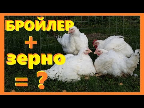 Видео: Растет ли #БРОЙЛЕР на зерносмеси?