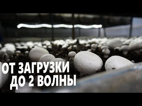 Видео: Шампиньоны | Инкубация | Стоп | Шок | Сбор грибов