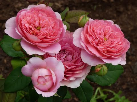 Видео: Реанимация роз после зимы.Когда поливать янтарином и сульфатом магния,интересная информация для вас!