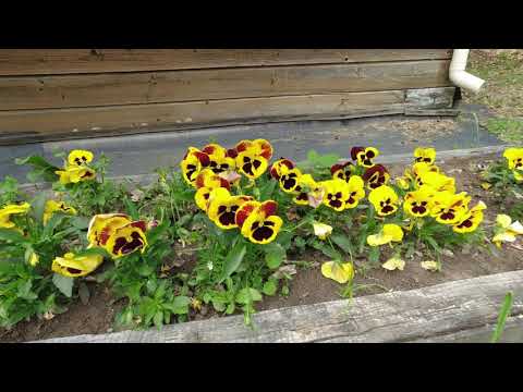 Видео: Trakian tomb Horison | Тракийска гробница Хоризонт | 15.05.2021 | DJI OSMO Action