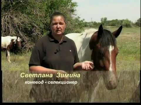 Видео: Донская охотничья