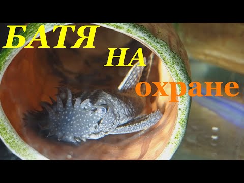 Видео: Анциструс в гнезде Разведение Личинка Мальки