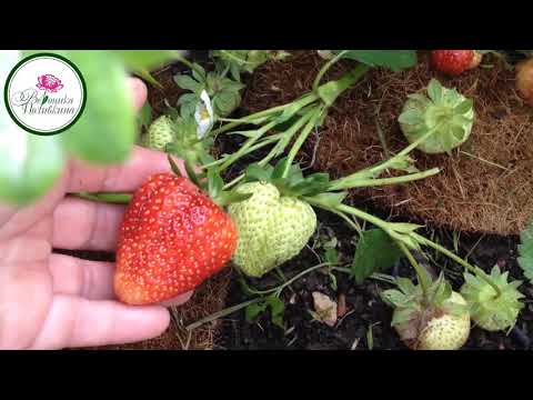 Видео: НУЖНО ЛИ УКРЫВАТЬ КЛУБНИКУ НА ЗИМУ