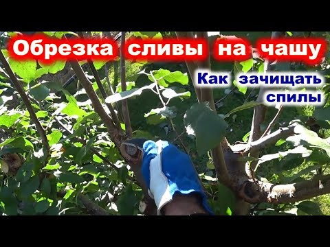 Видео: ОБРЕЗКА СЛИВЫ на ЧАШУ