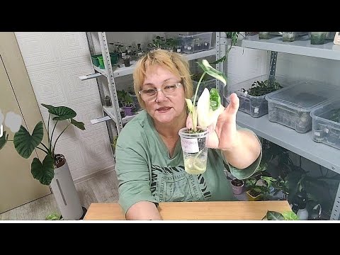 Видео: Новинки алоказий. Профессиональная теплица.