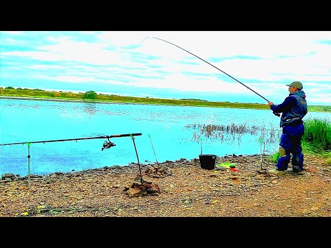 Видео: Осенью ловятся самые крупные Лещи . Ночевка на реке с палаткой .Фидер .Ночной Монстр.