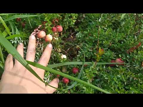 Видео: Клюква крупноплодная/ Урожай и уход