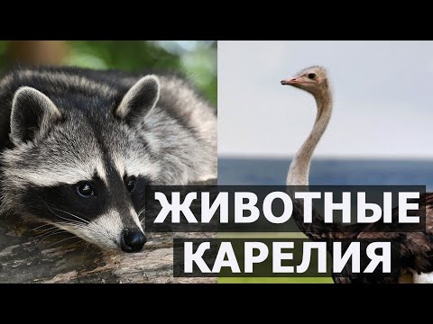 Видео: Животные Карелия