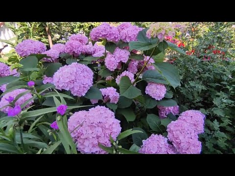 Видео: Гортензия БЕСКОНЕЧНОЕ ЛЕТО 🌸🌸🌿🌿в условиях средней полосы (4 зона)