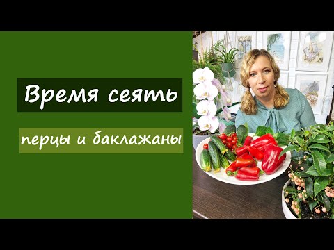 Видео: Время сеять перцы и баклажаны