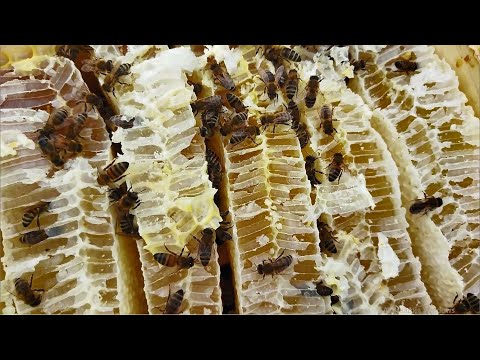 Видео: Просто ли отобрать мёд, в простом японском улье?