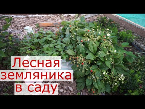 Видео: Лесная земляника в саду.