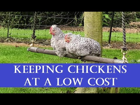 Видео: Содержание кур по низкой цене (дешево!)
