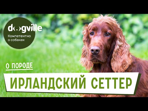 Видео: Ирландский сеттер - О породе - Как выбрать щенка?