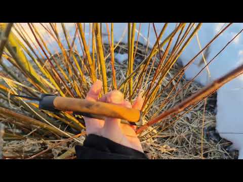 Видео: Самое время собирать иву! Плетение из лозы. Сбор материала
