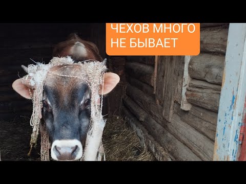 Видео: Лучшие козы должны быть дома!!!