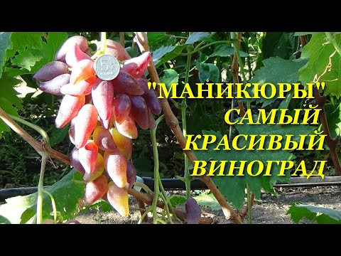 Видео: "Маникюры"- самый красивый виноград
