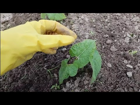 Видео: Фасоль. Выращивание и уход.