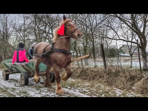 Видео: ТУТ БЕЗ СЛІВ, БРЕТОНКА ФІЛАНТІЯ ТЕ , ЩО ТРЕБА КОБИЛА 💯/ КОНІ МОЛОДОГО ФІРМАНА 👍👍👍