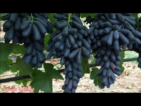 Видео: Аватарни Мевасини Йеб Кучатини Олинг.Бемаза Узум Деганлар Курсин