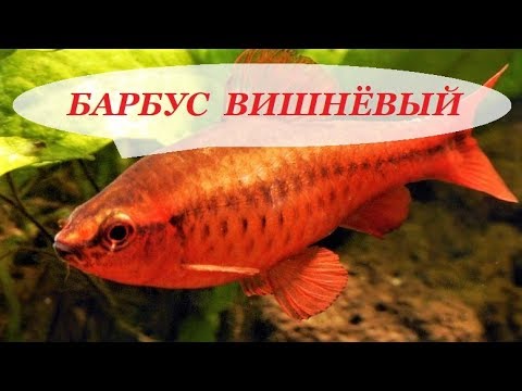 Видео: Барбус вишнёвый в аквариуме. Содержание, разведение, совместимость, чем кормить.