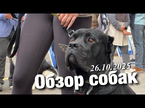 Видео: ОБЗОР СОБАК С ВЫСТАВКИ В УЗБЕКИСТАНЕ Ташкент