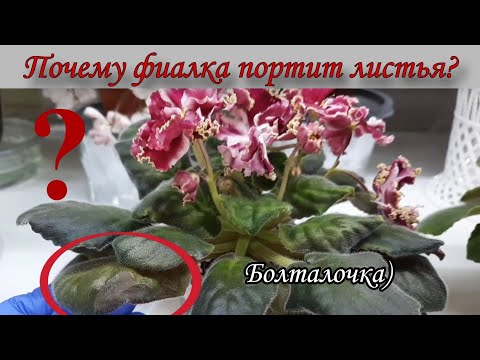 Видео: Почему фиалка портит листья? Как её лучше пересадить? Болталочка)