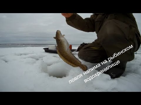 Видео: Ловля налима на поставухи и мормышку, на рыбинском водохранилище 2020.