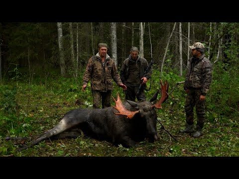 Видео: За кабаном и лосем. Охота на Русском Севере.