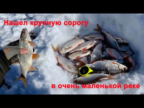 Видео: Весна пришла, и рыба рада, сорога долбит прям с утра.  Часть 1.  Зимняя рыбалка 2025.
