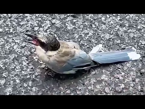 Видео: Она остановила машину ради раненой птицы — и навсегда изменила его жизнь