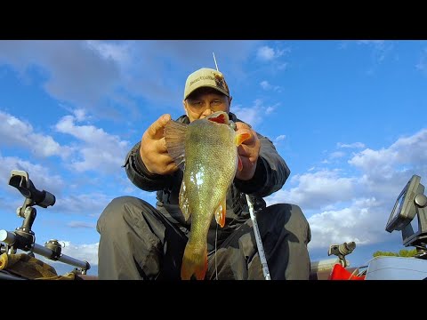 Видео: Праздник души...Выхожу из подполья...Рыба за мной соскучилась...bogomaz05