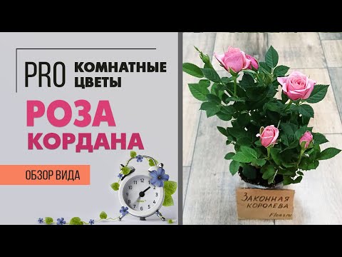 Видео: Комнатная роза сорт Кордана  -  обзор сорта и краткое руководство что делать с розой после покупки.