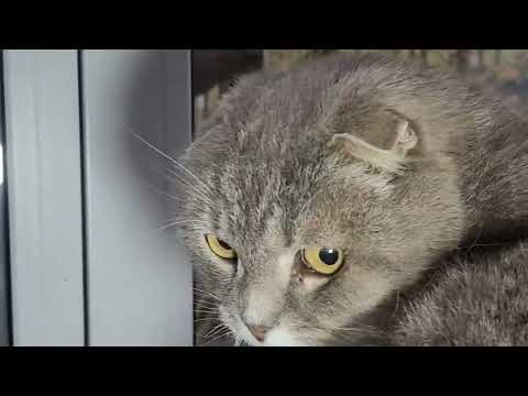 Видео: СОВМЕСТНЫЕ ОБНИМАШКИ ДЮШИ И ШУНИ.ИЗМЕЛЬЧИТЕЛЬ И ВЫСОТНИК.осень