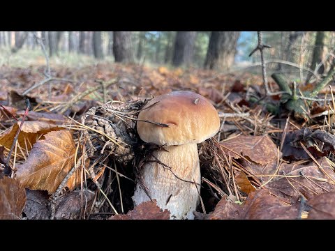 Видео: Збираємо білі гриби | відео від 2 листопада 2025