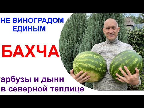 Видео: О бедном арбузе замолвите слово или бахча в Подмосковной теплице