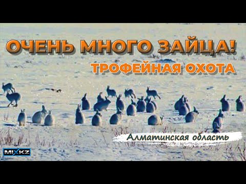 Видео: Моя лучшая охота! Очень насыщенная Охота, зайца было очень много!!!  Коллективная охота на зайца!