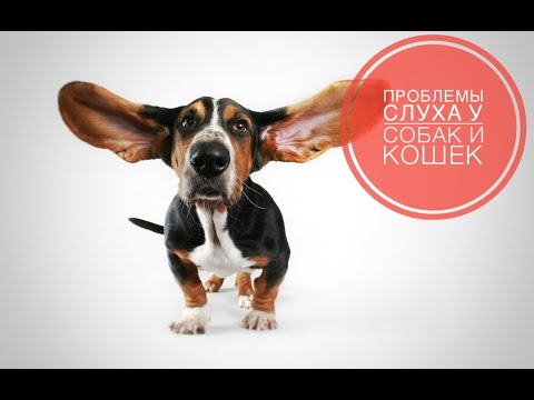 Видео: Глухота кошек и собак