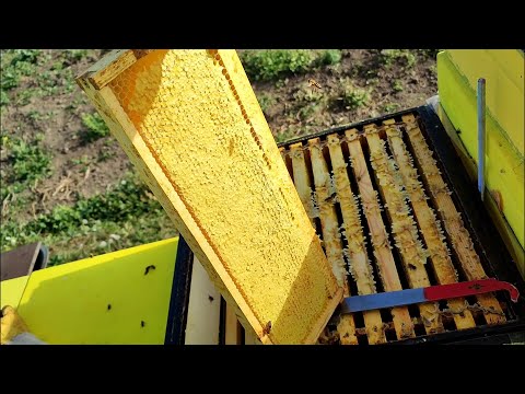 Видео: Снимаю мёд (ЗОЛОТАРНИК) #карника