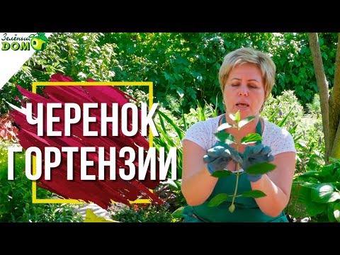 Видео: Правильное Черенкование Гортензии 🌺 Размножение Гортензии 🌸 Советы От Garden zoo